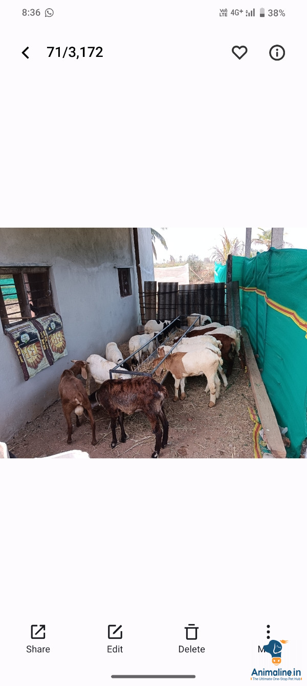 Good weight and length 