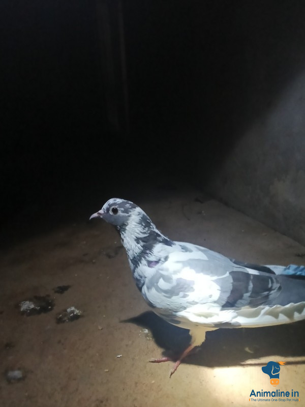 Female cheene roller black eyes