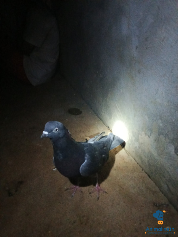 1 year old pigeon Makkhi full roller five. Six hour timi 