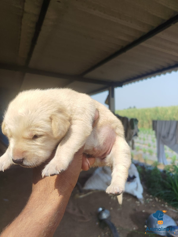 Lab available for selling 