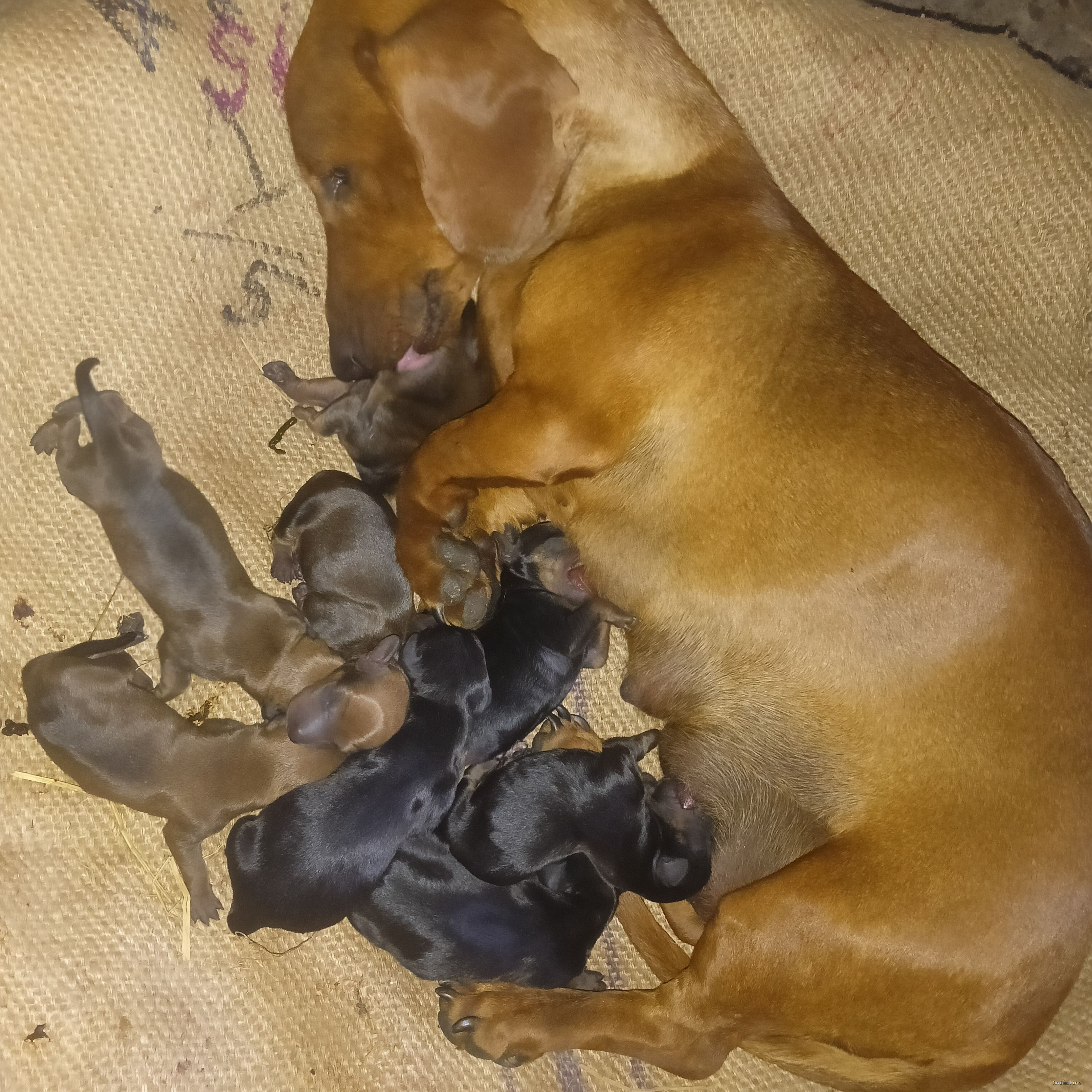 10 days old puppys three  puppy are already booked