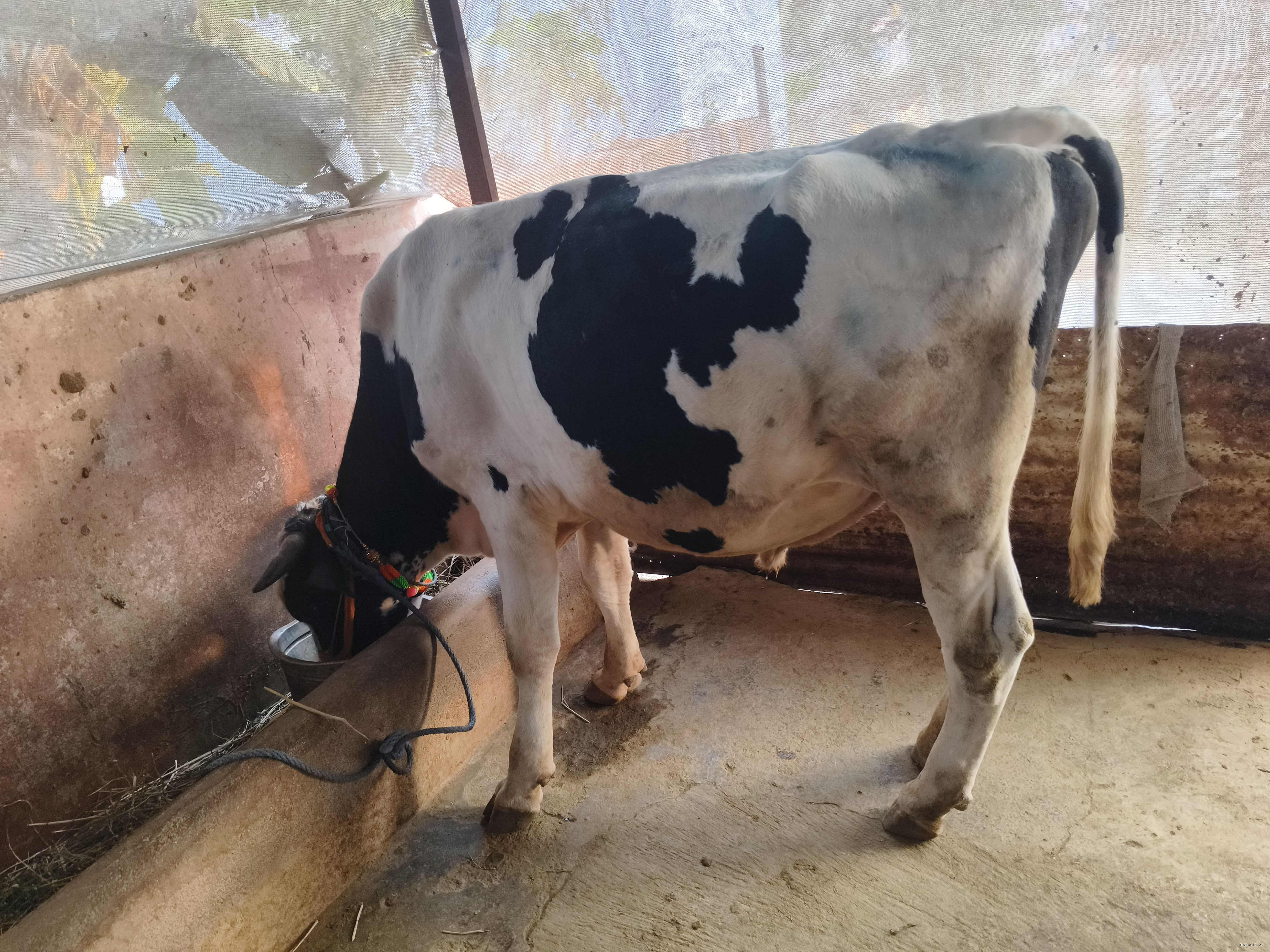 2.5 year male cow