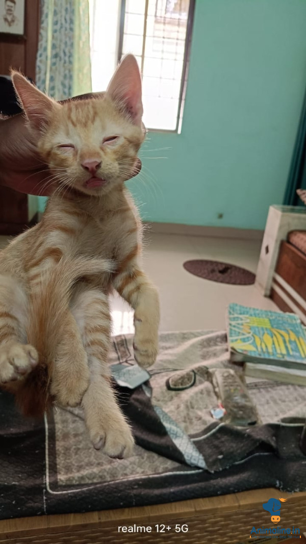 A regular indian breed 