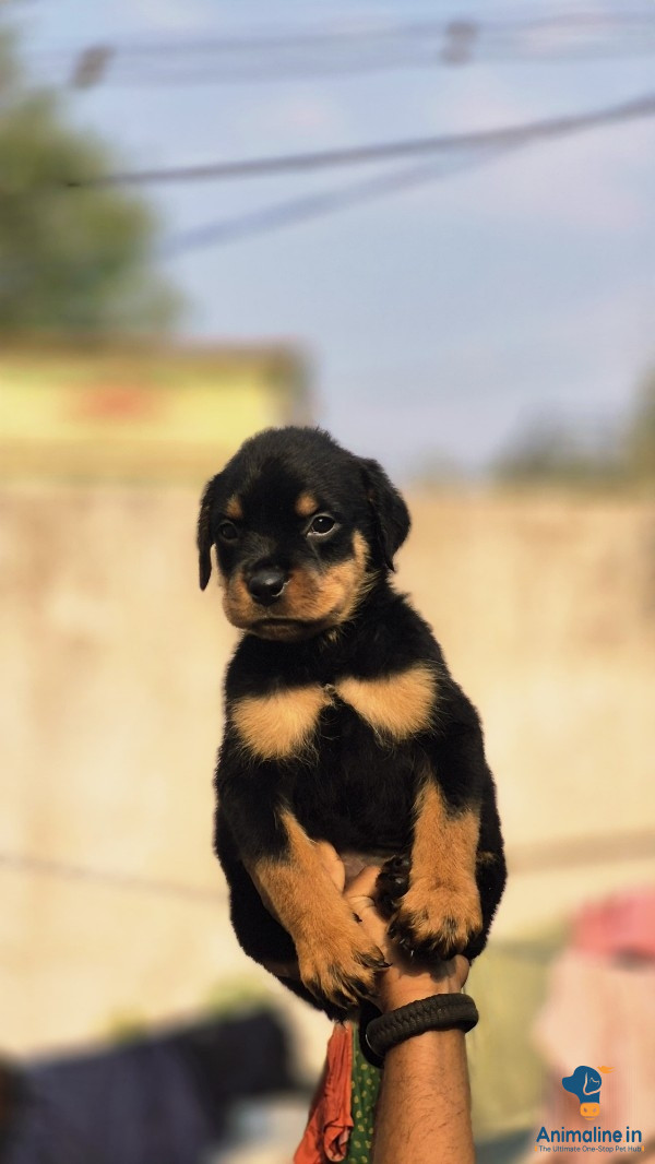 Puppies available 
