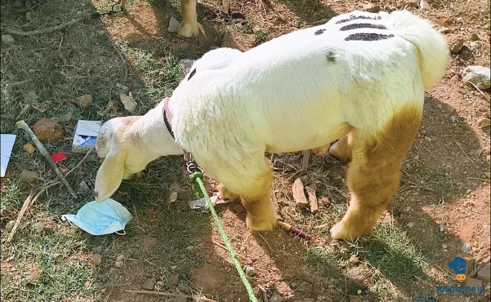 4months sheep banduru 