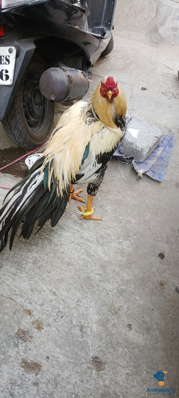 9 months male for sale 