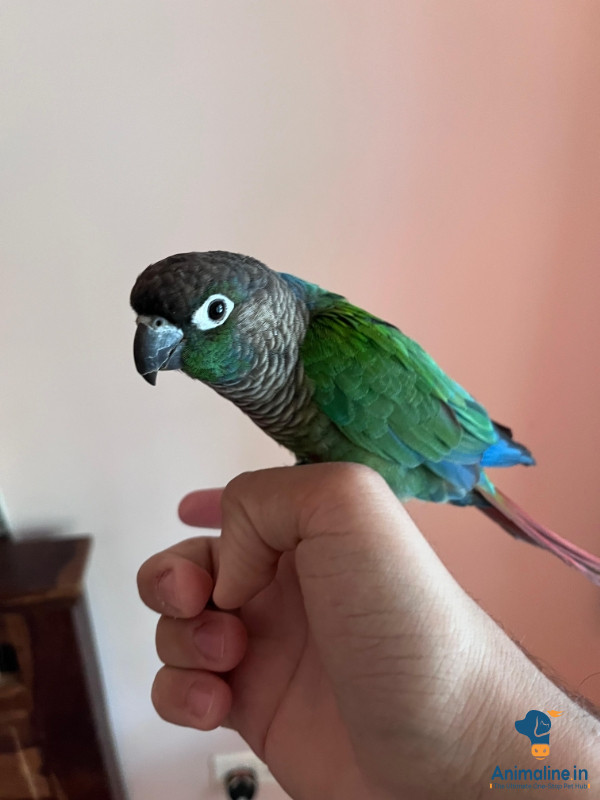Hand tamed green cheek conure, well trained for sale
