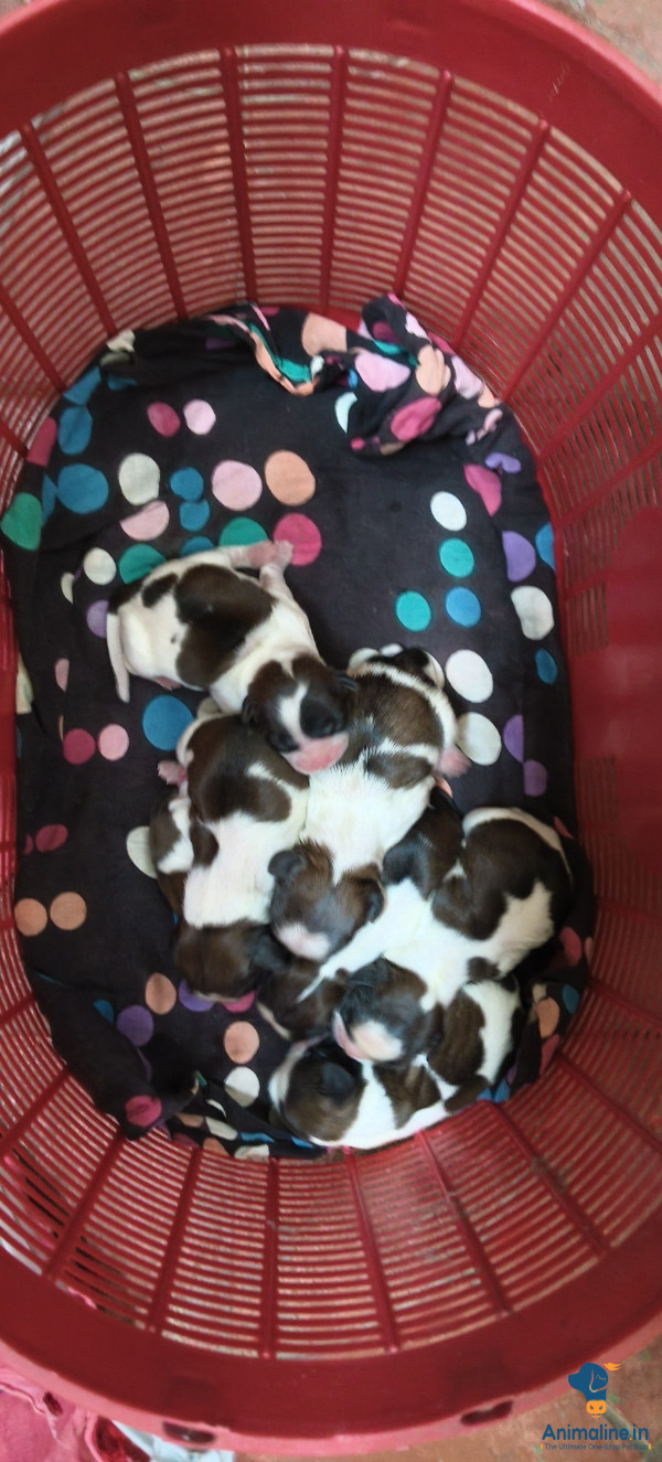 20 days old shitzu puppy 