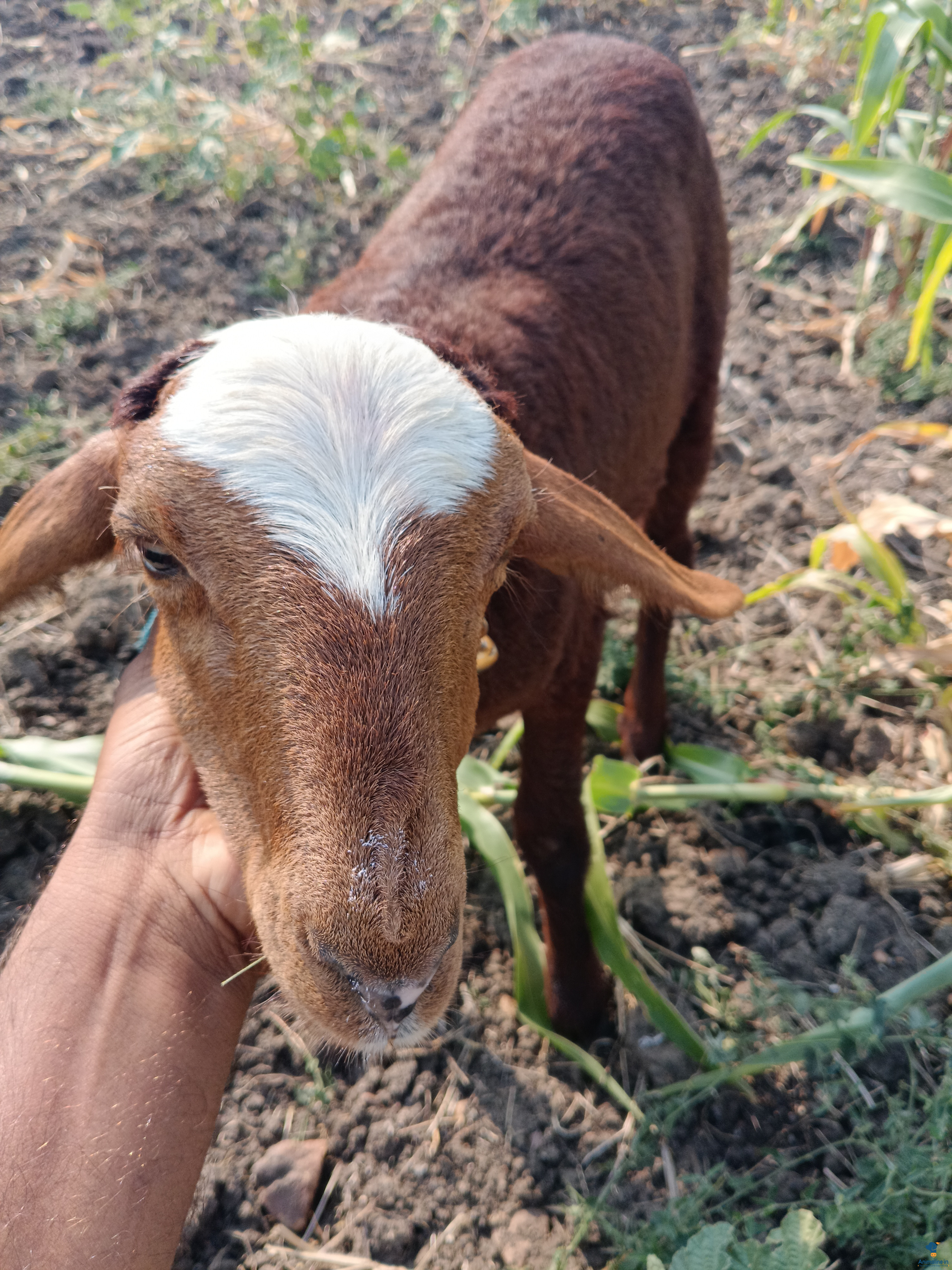 4 ತಿಂಗಳ ಟಗರು 