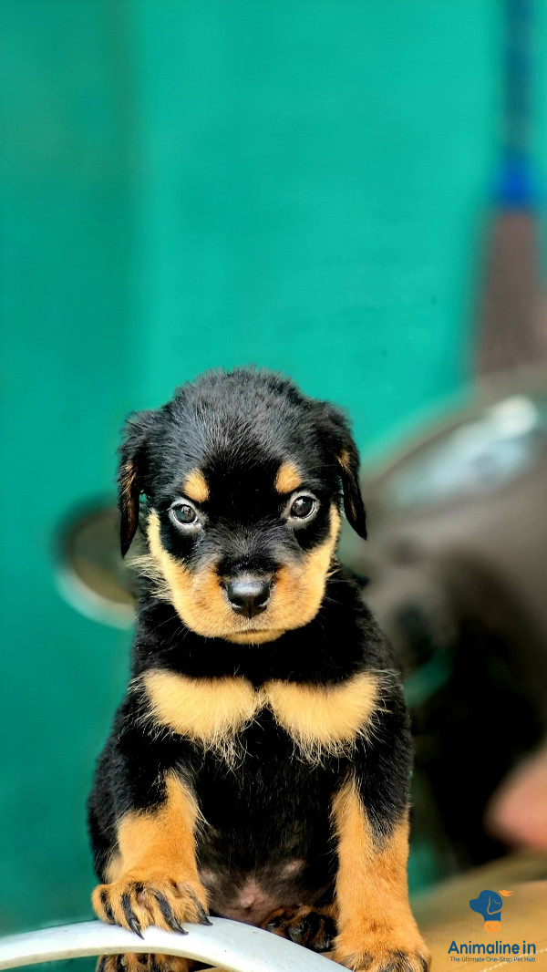 Show quality Rottweiler puppies available 