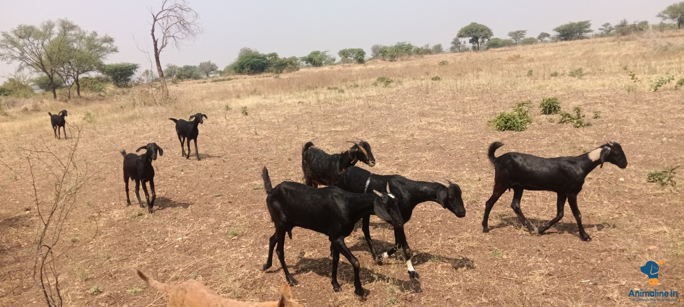 7 ನಾಟಿ ಆಡುಗಳು ಮಾರಾಟಕ್ಕಿರುತ್ತವೆ.