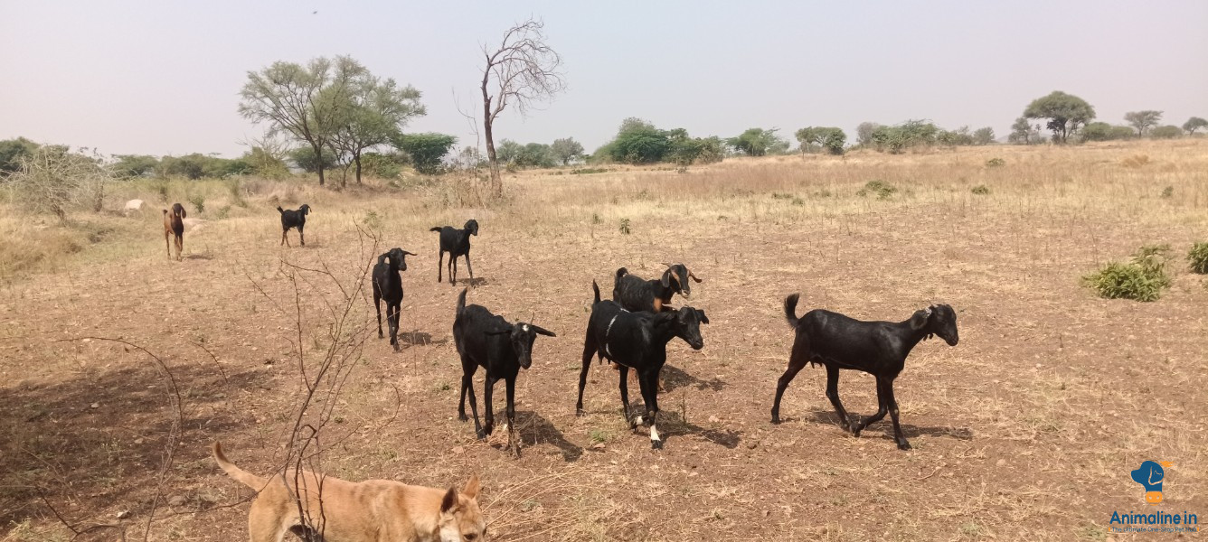 7 ಜವಾರಿ ಆಡುಗಳು ಮಾರಾಟಕ್ಕಿರುತ್ತವೆ.
