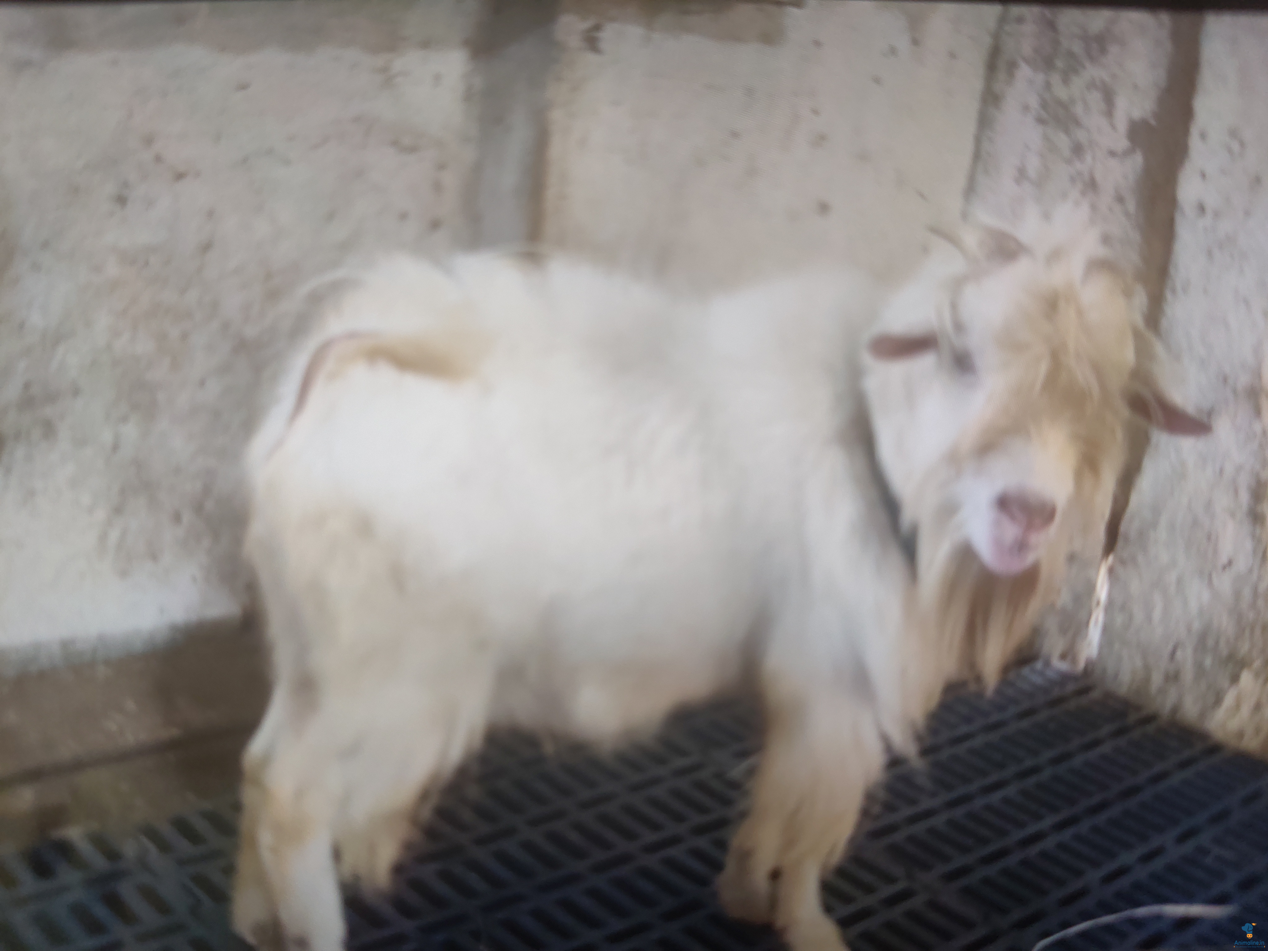 2year Old breeder male 