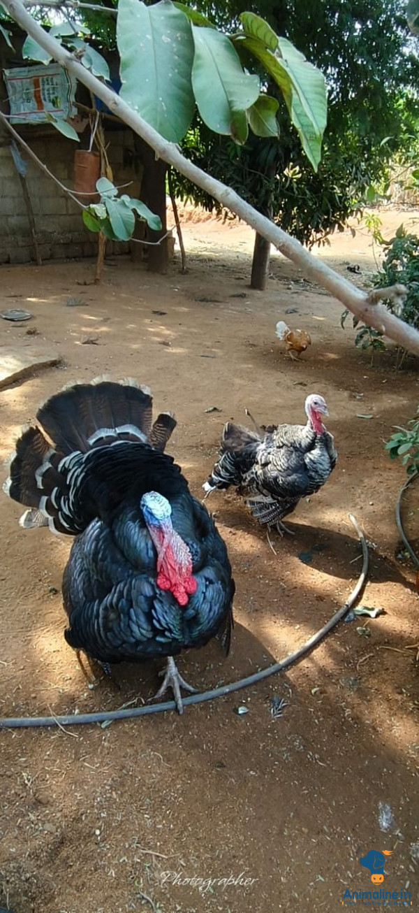 1ವರ್ಷದ ಪುರುಷ ಮತ್ತು ಮಹಿಳೆ 