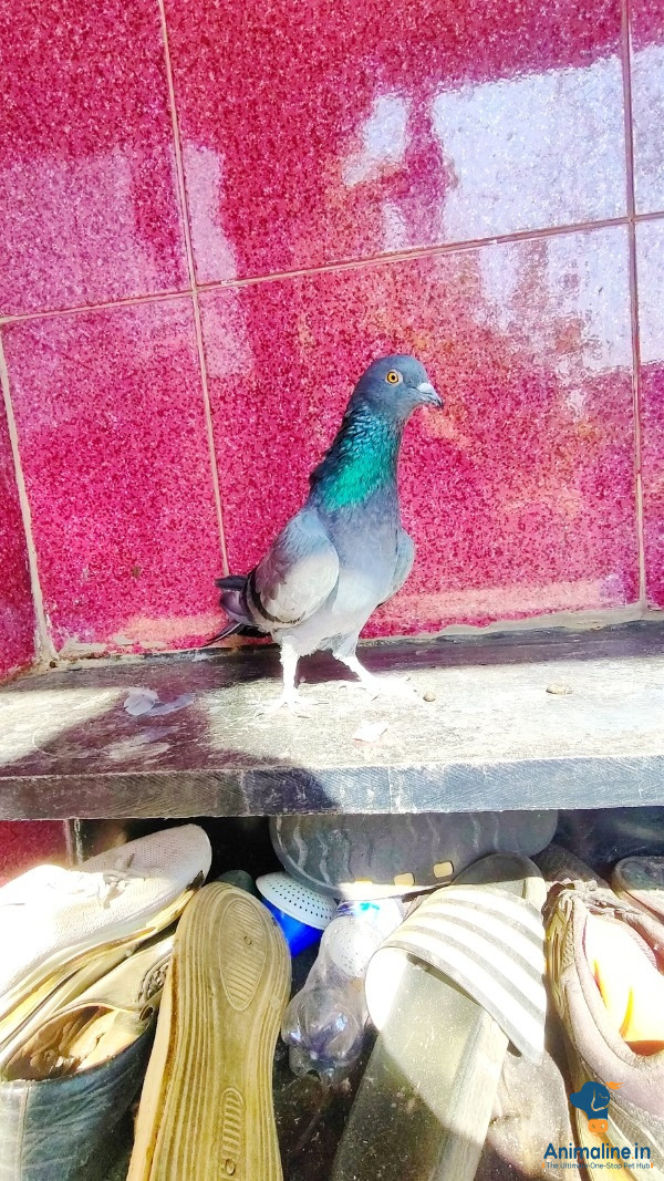 Duma pilanka Female breeder