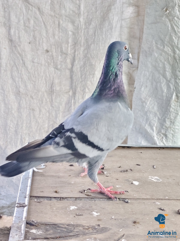 8 months male homer pegion 