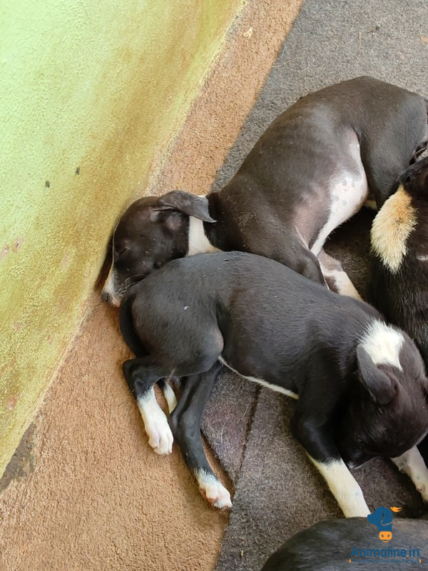 1 month good puppies 