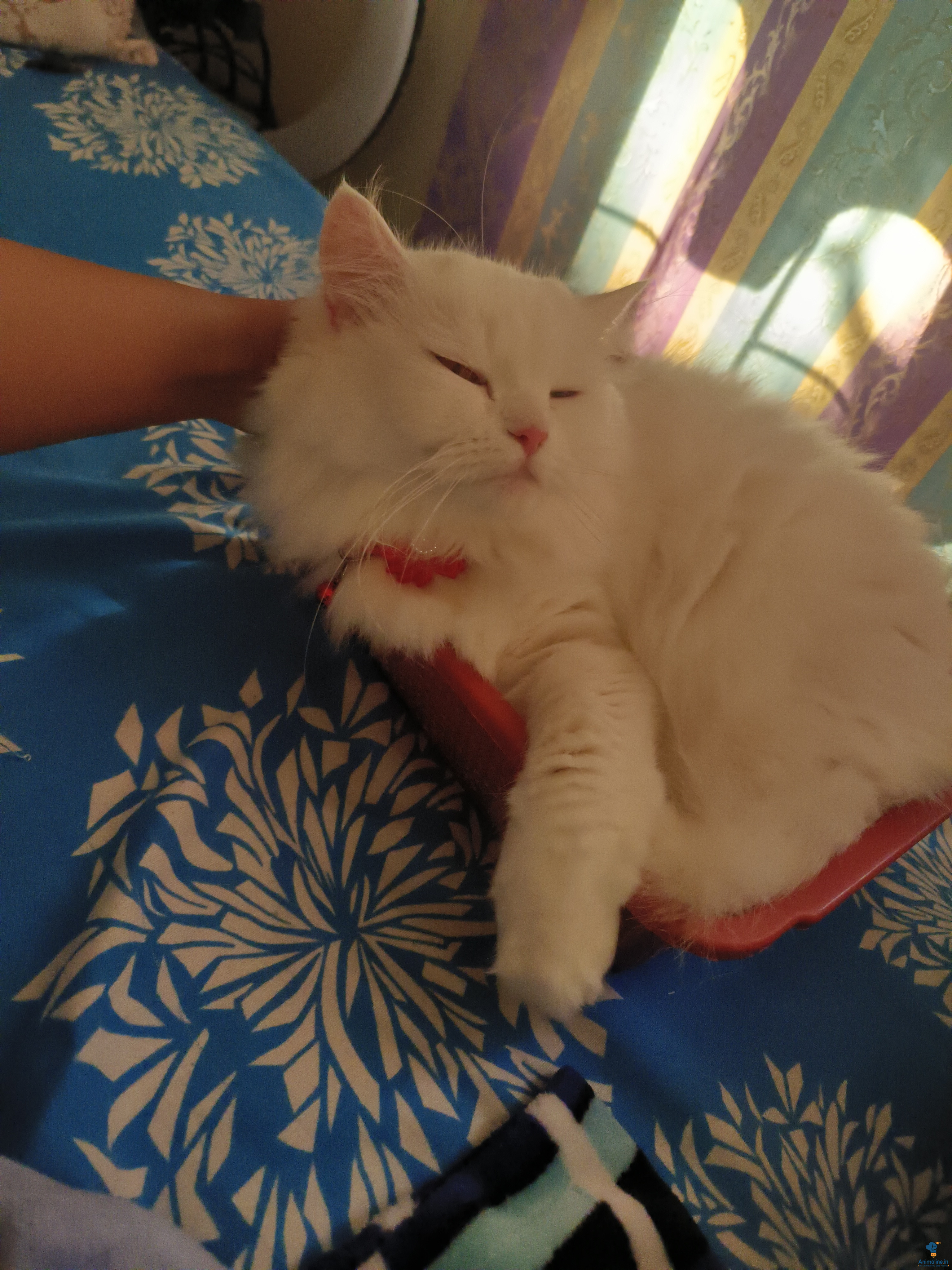 1 Year 8 month female persian cat.