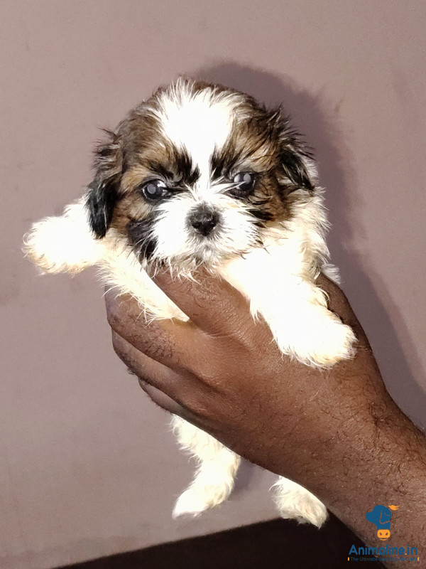 30day baby shihtzu available 