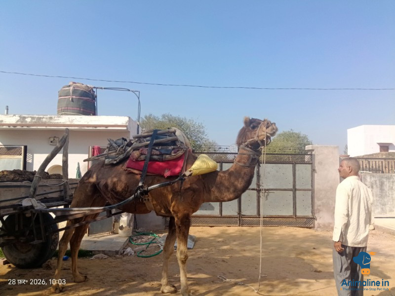 4 साल का मादा ऊंट 