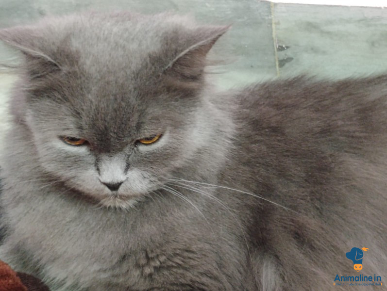 Sami punch face female cat