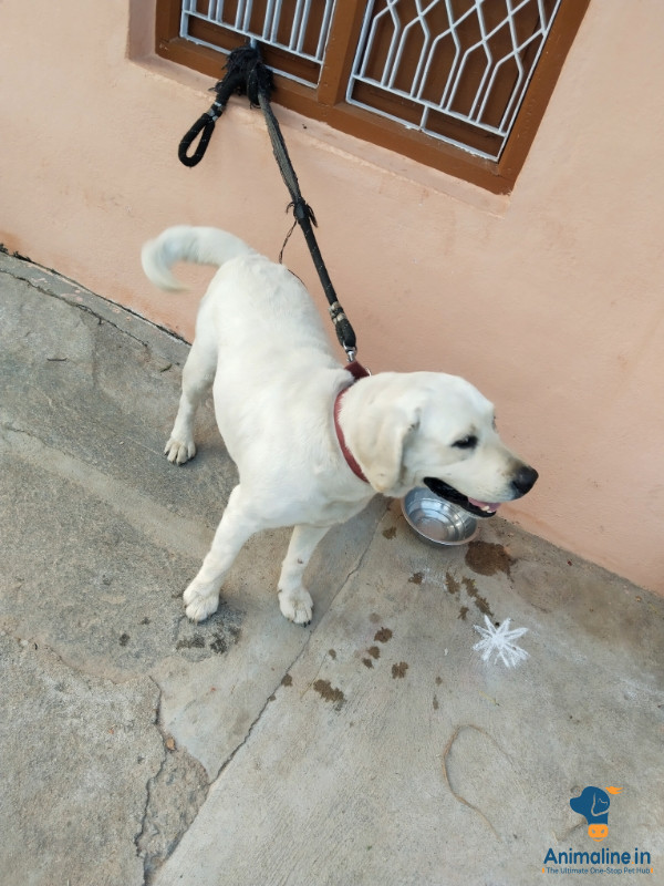 White colour pure lab best price 8 months baby