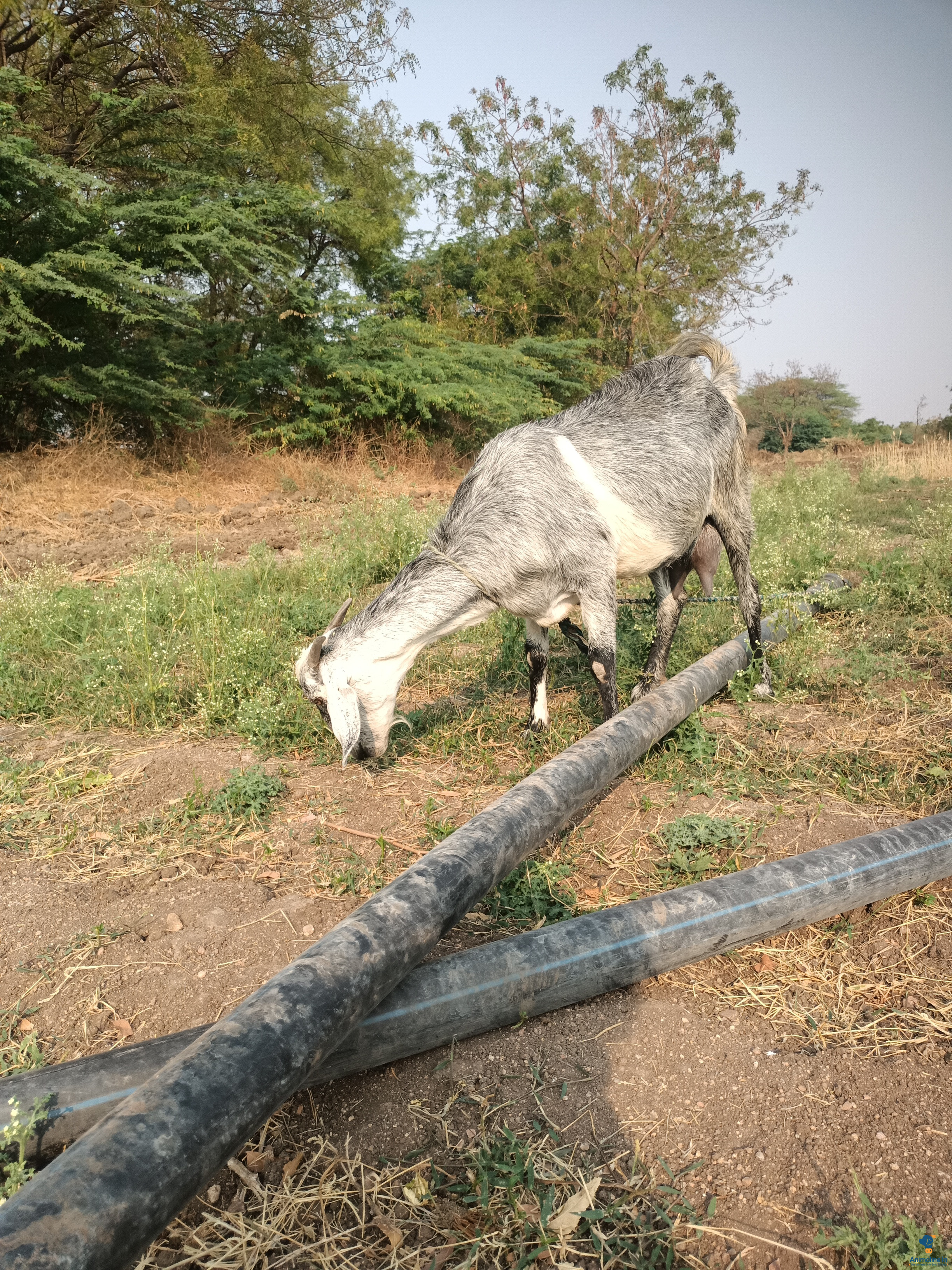 A strong goat more then milk