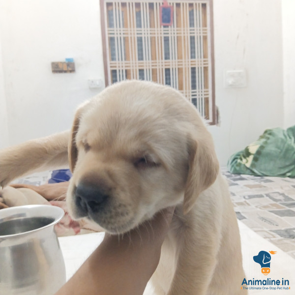 20 days pure male labradore