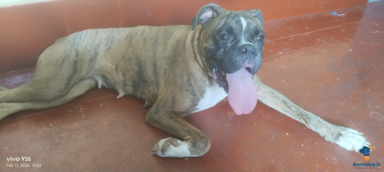 1 year 7 month boxer dog 