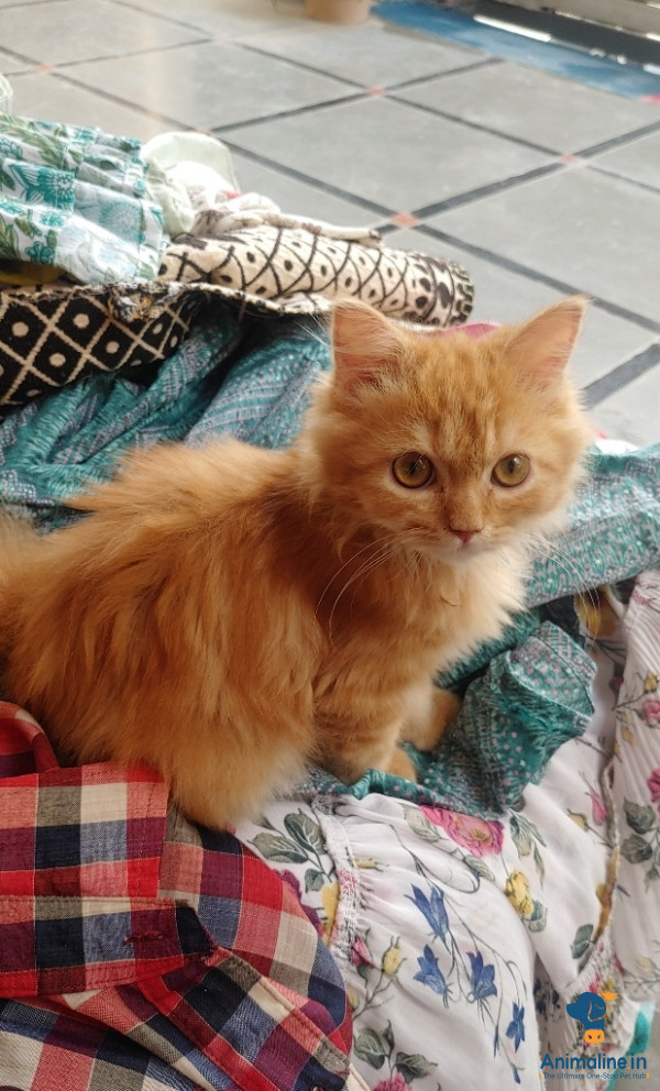 6 month old persian kitten best hair quality with triple cot