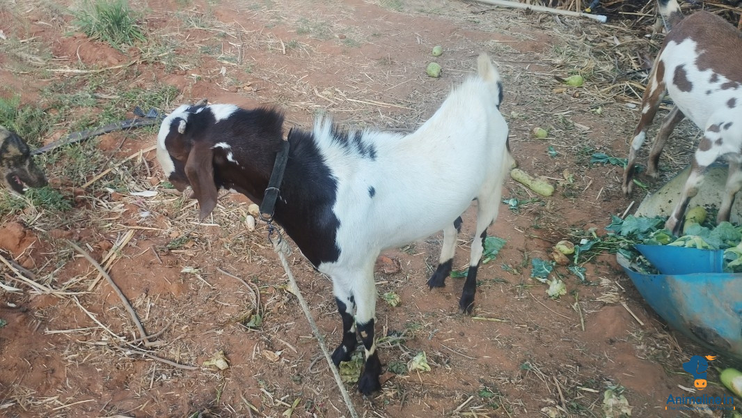 Shera , male  Sultana female