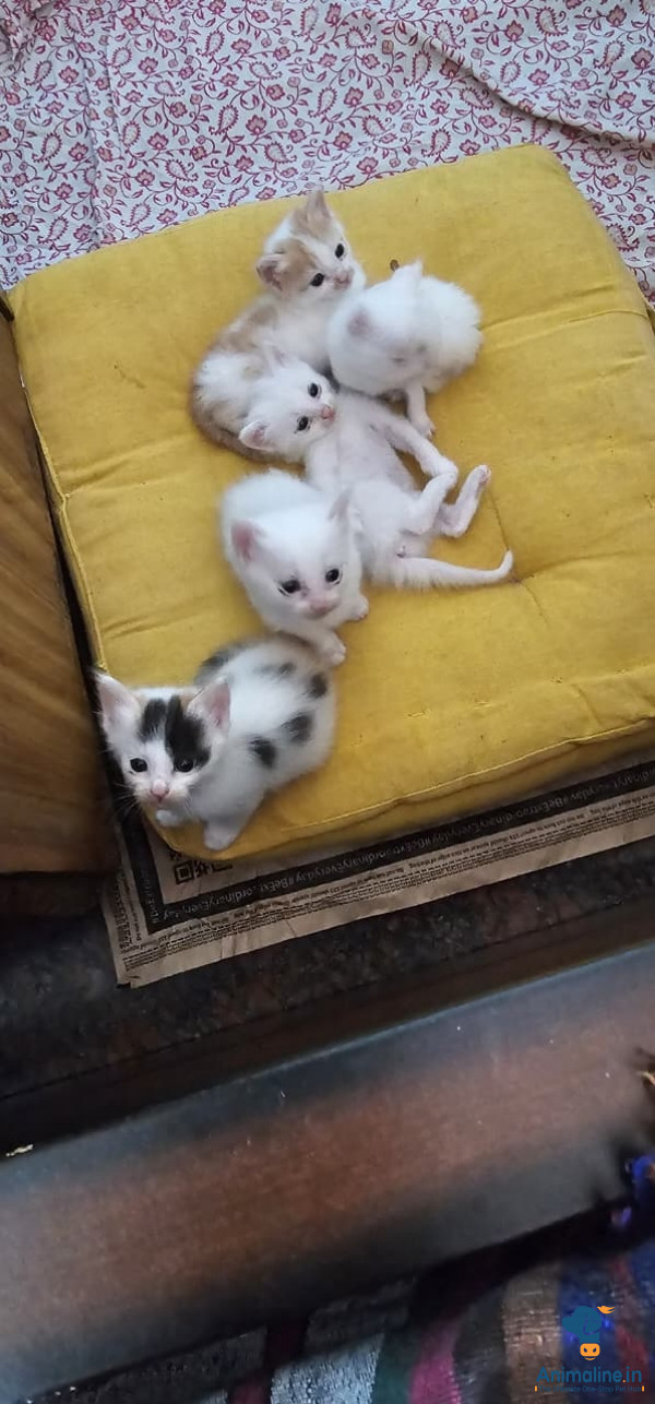 Narmal.cat best quality home made 