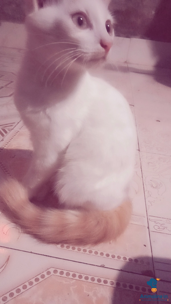 2 years old male cat