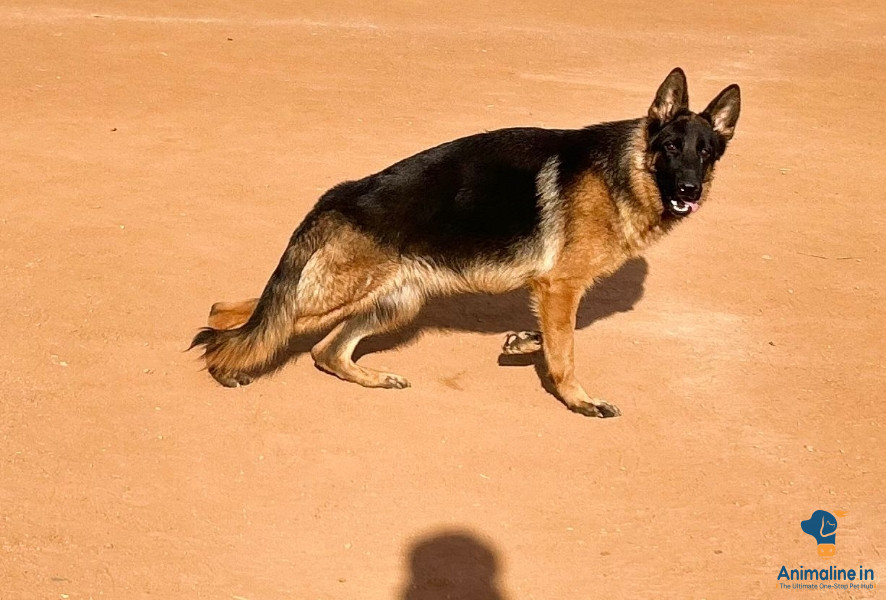 2 years Show quality fresh female 