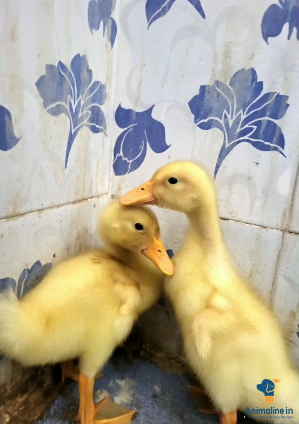10days old male and female duckling available. Two no.s