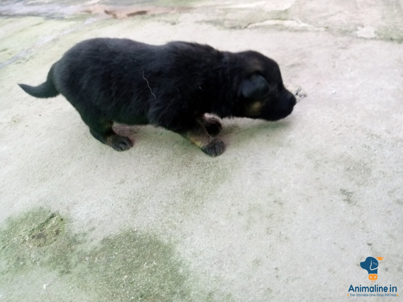 German shepherd dog male and female for sale