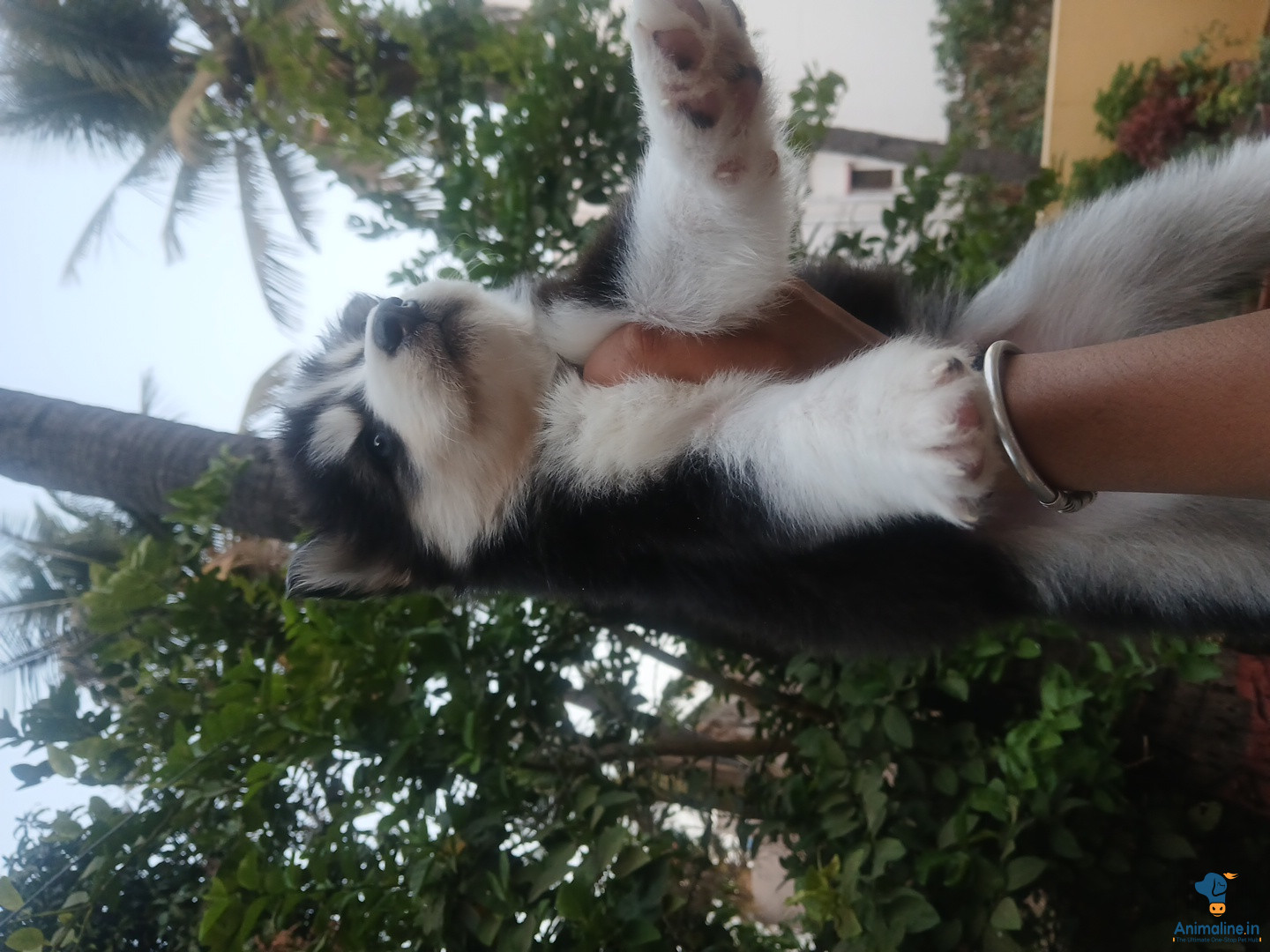 Husky fml male av in bangalore 