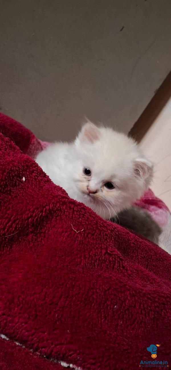 1 female and 2 kittens 