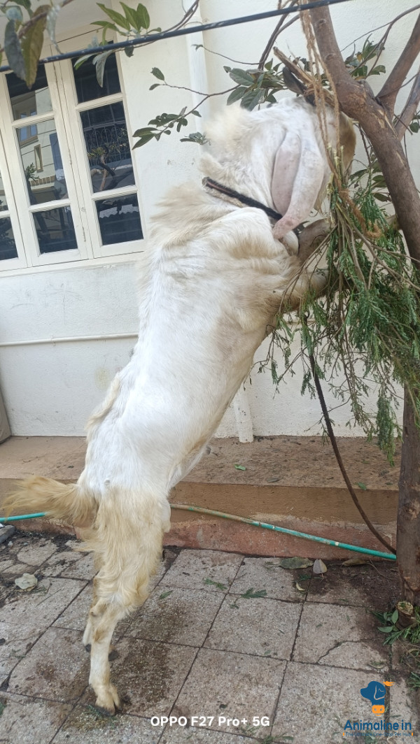 Mullur Sarjapur road