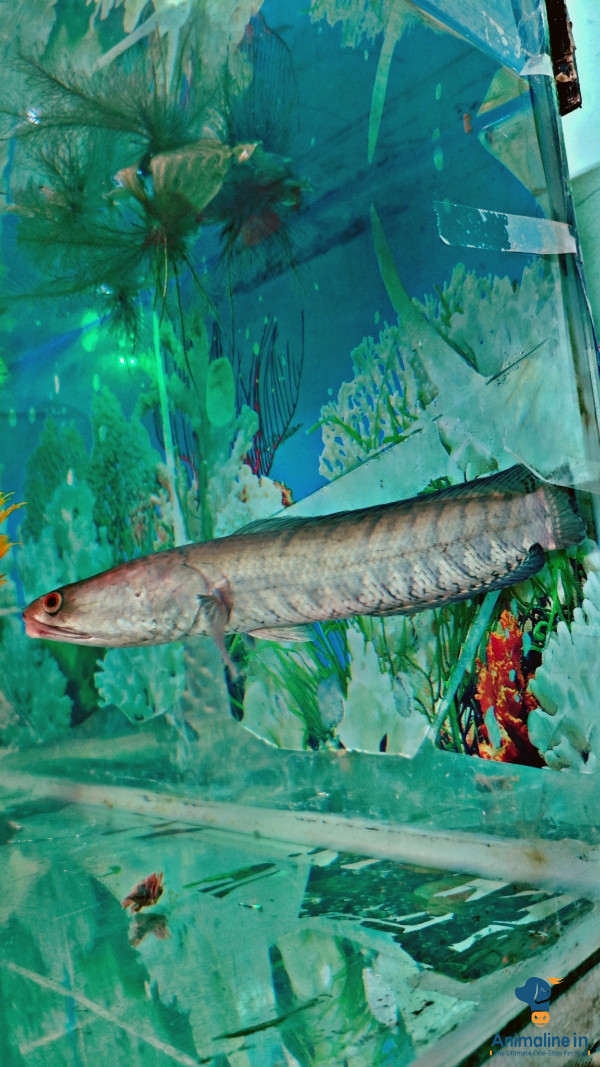 Snakehead murrel (channa)