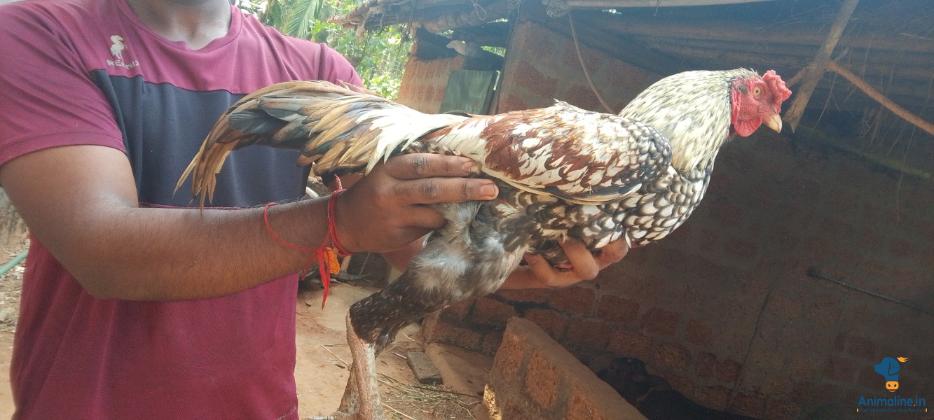Eradu varshada purusha 