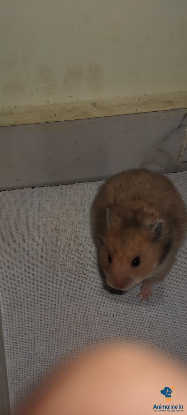 Syrian hamster