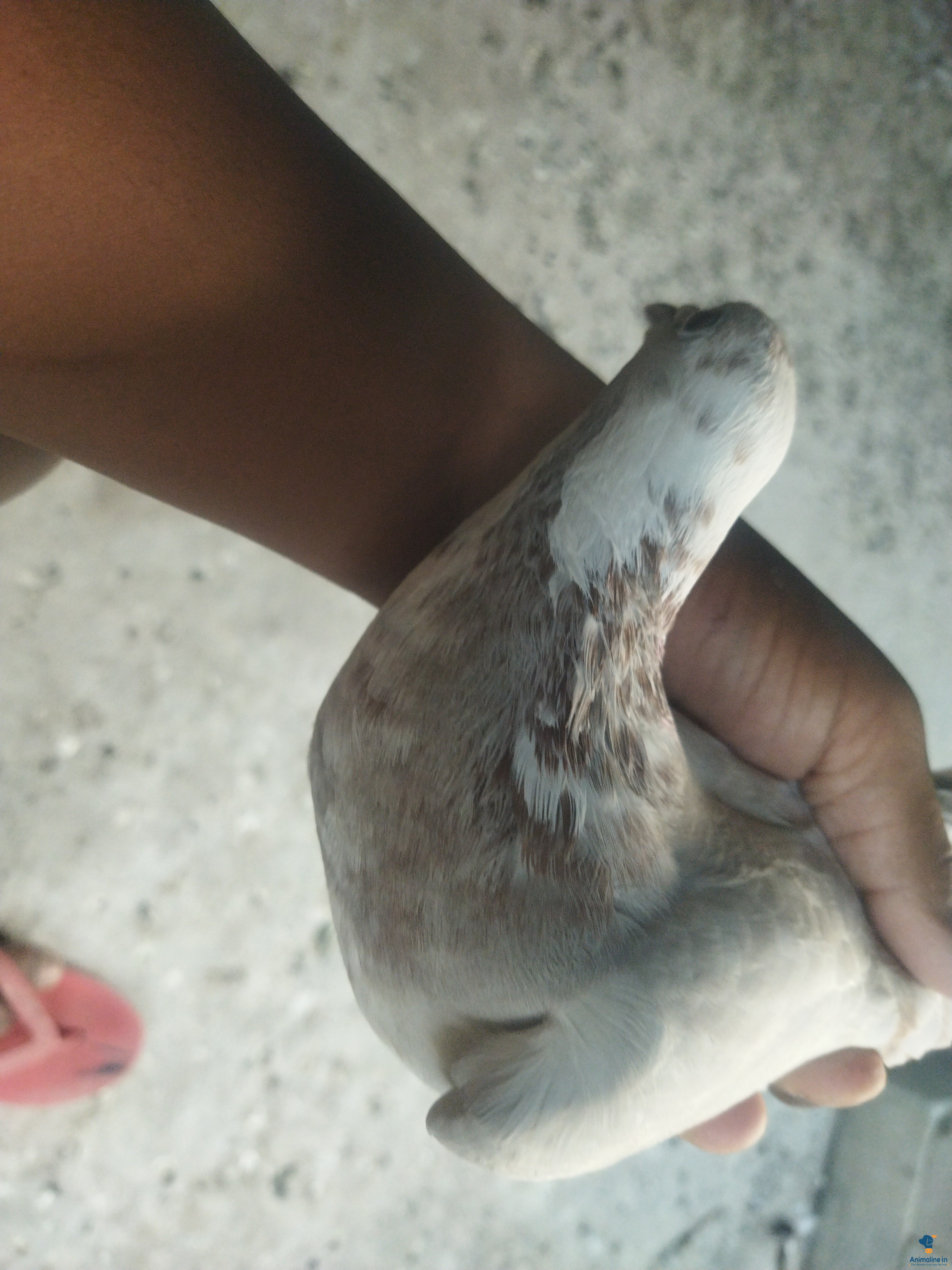 Cat is coming eating pigeons 