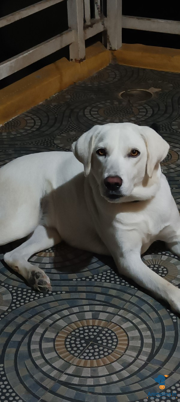 2 yrs old female lab