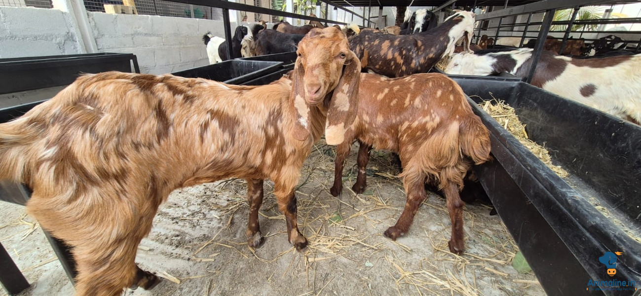 Kg wise goat starting 