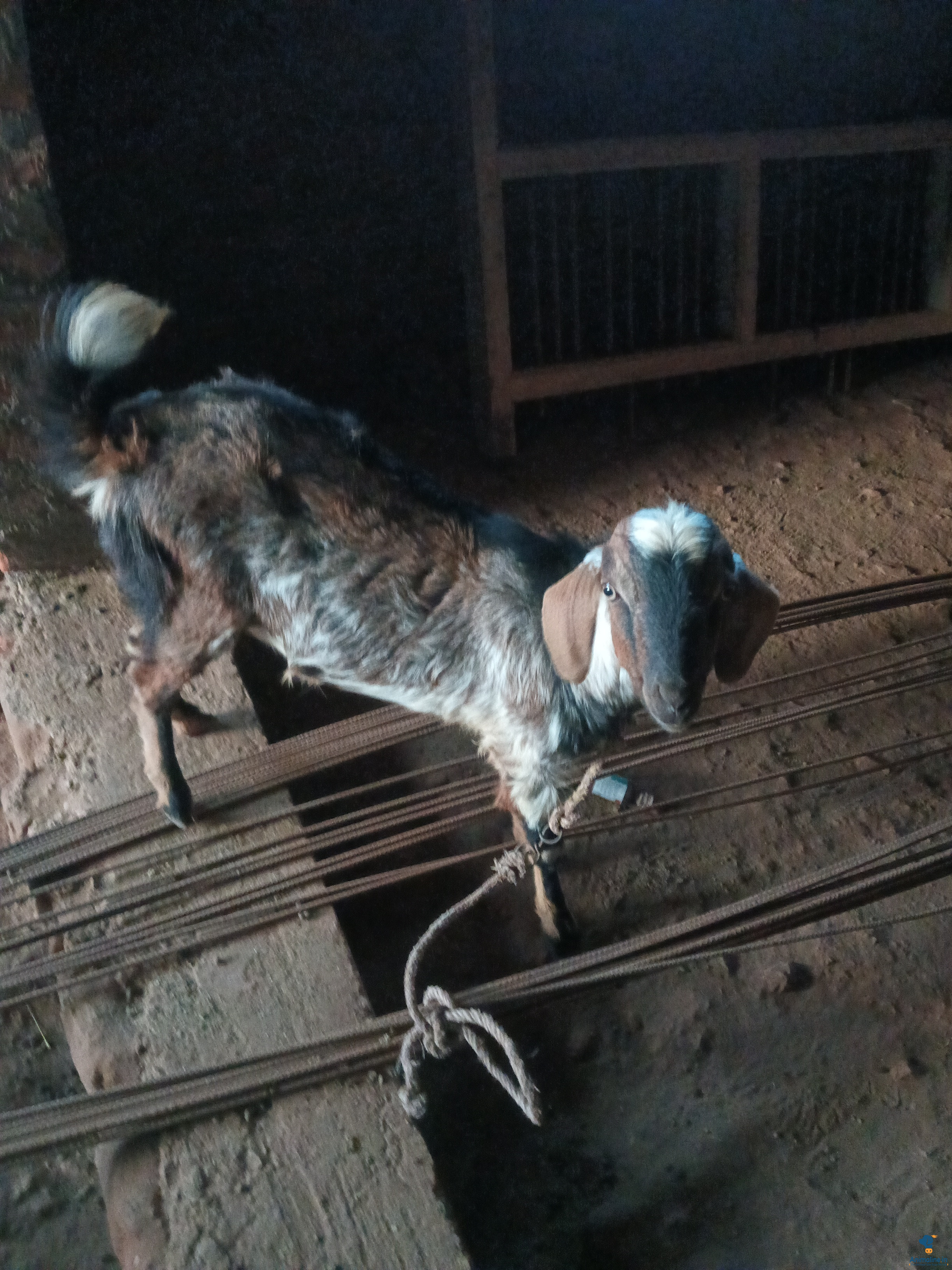 1 yearm male Nati goat