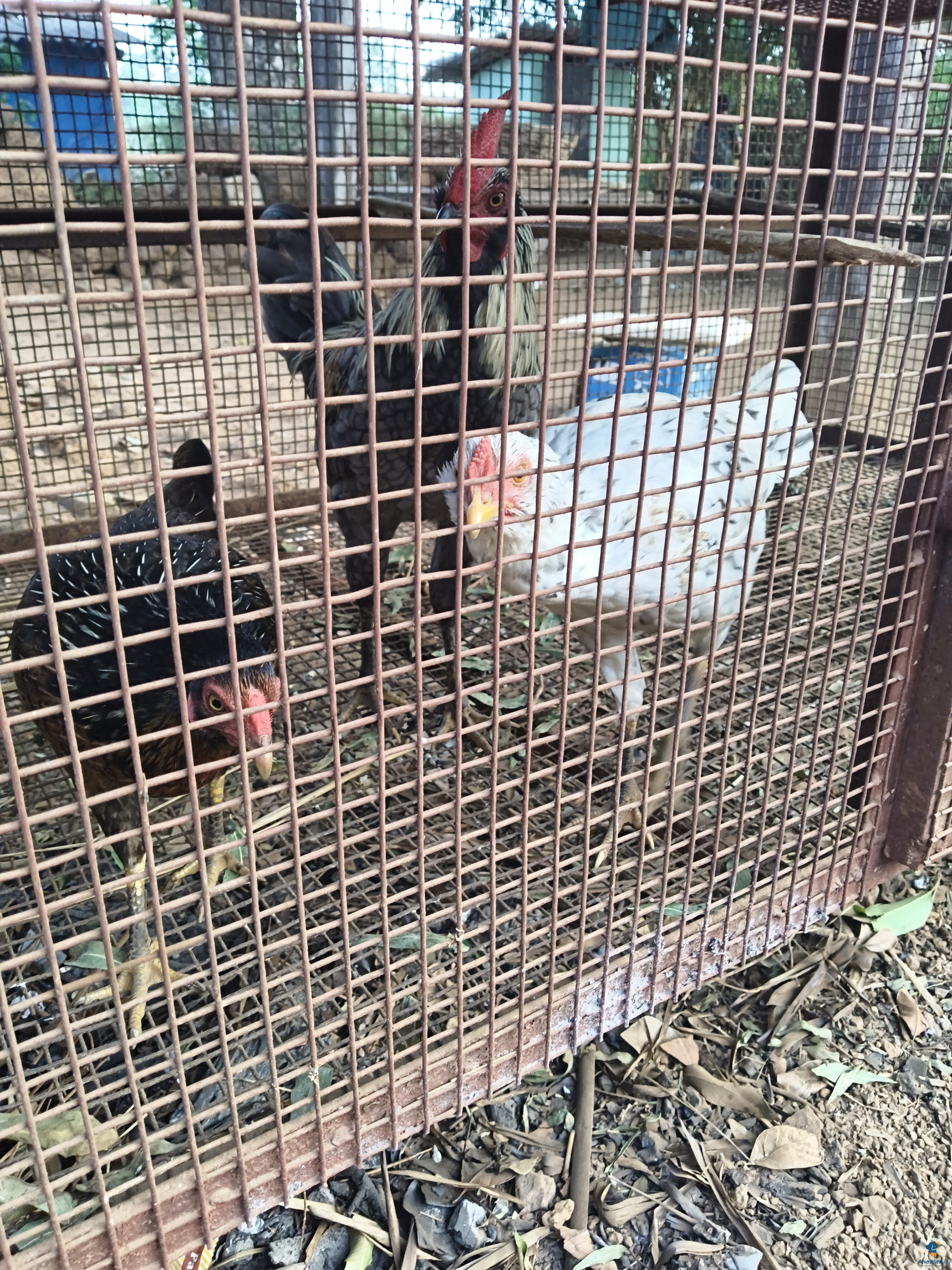 10 months pure naati koli total three