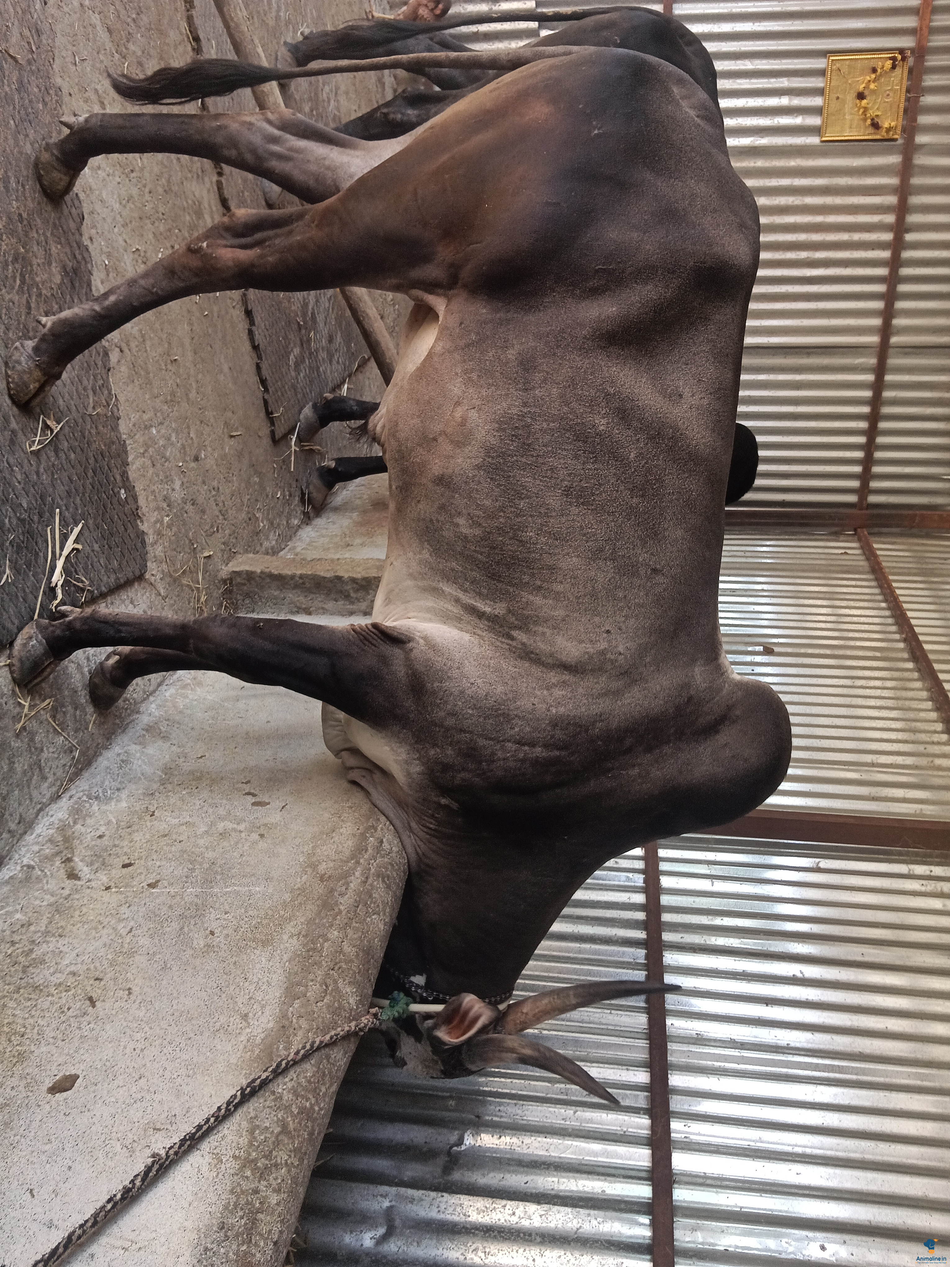 4 teeth festival bull running 