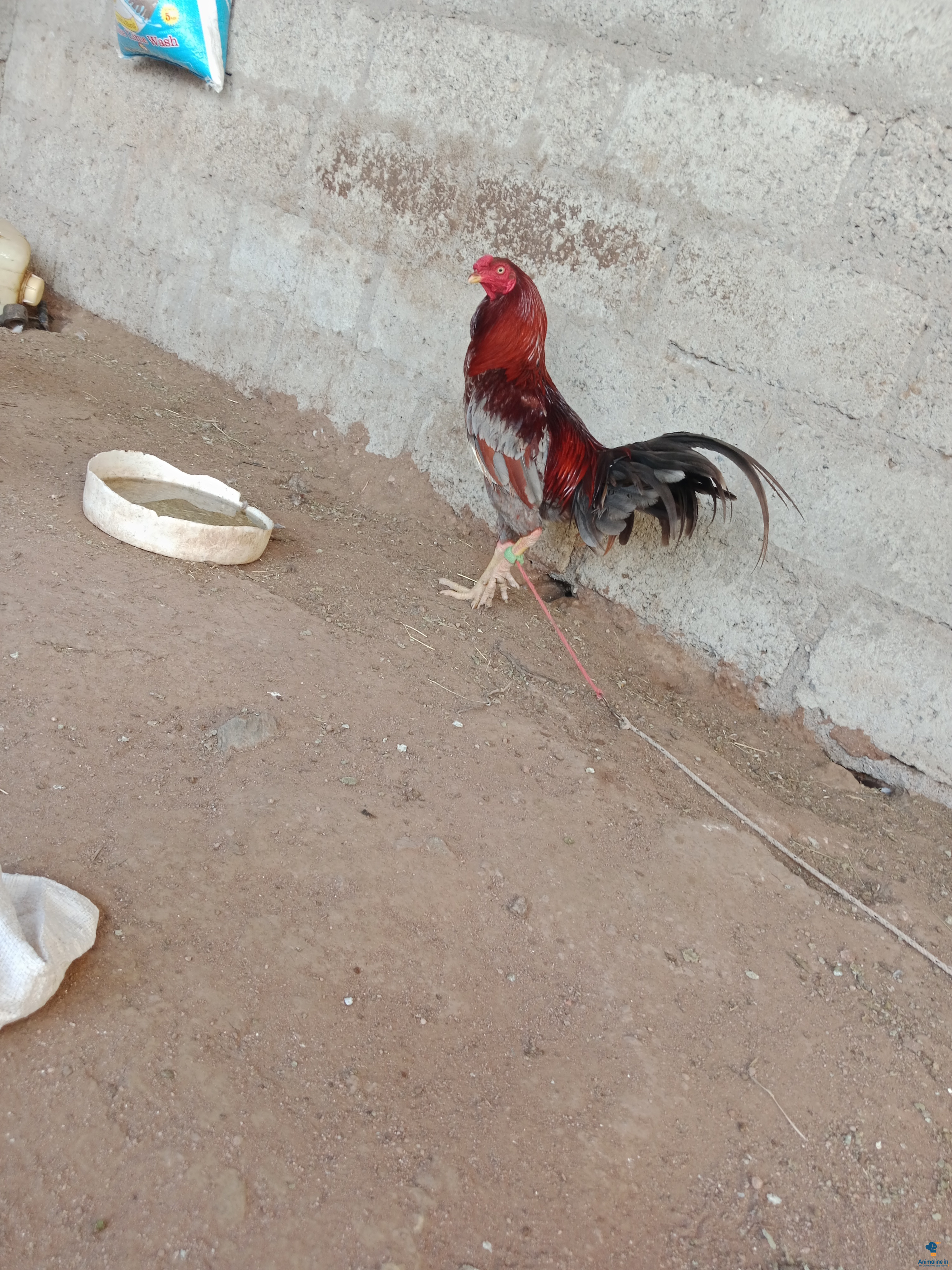 ಮಾರಾಟಕ್ಕಿದೆ ಆರೋಗ್ಯಕರ ಪುರುಷ Cari Gold