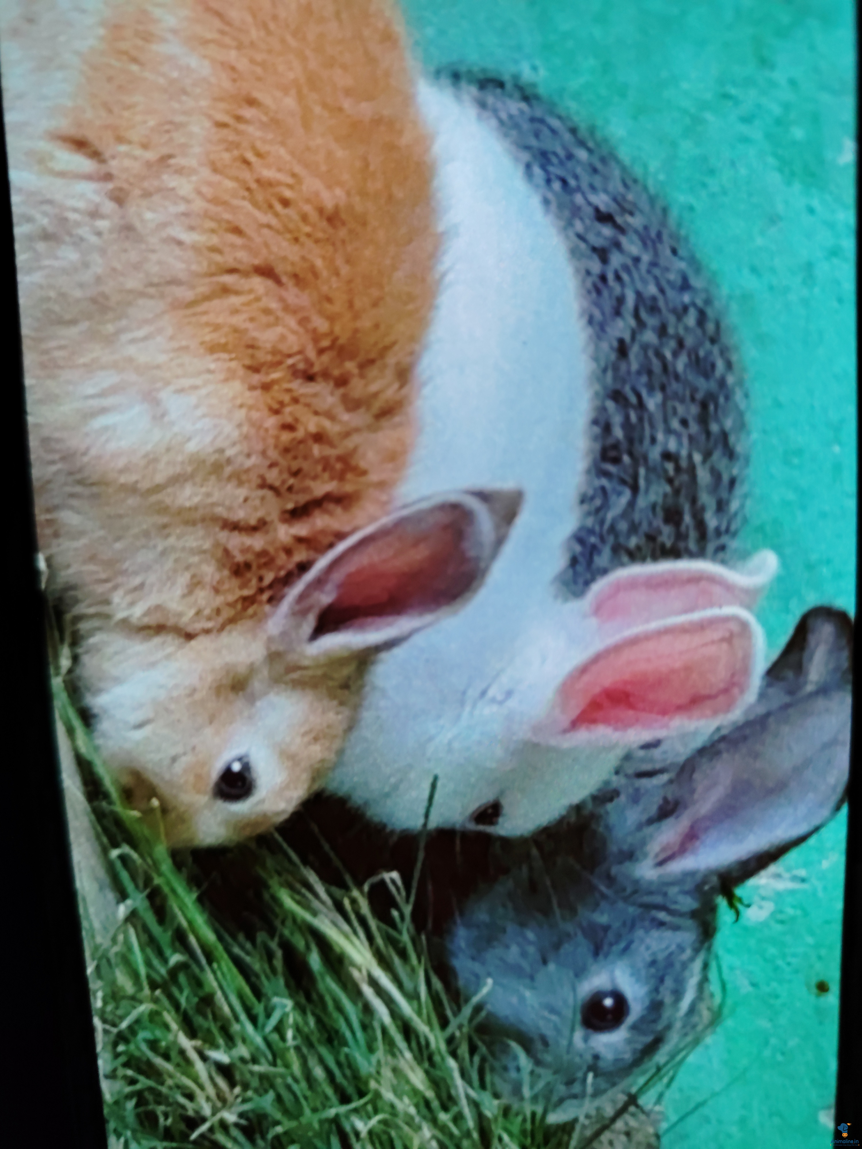 , 2 female with one male